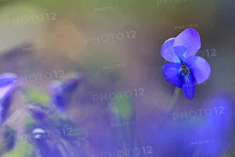 Wood violet