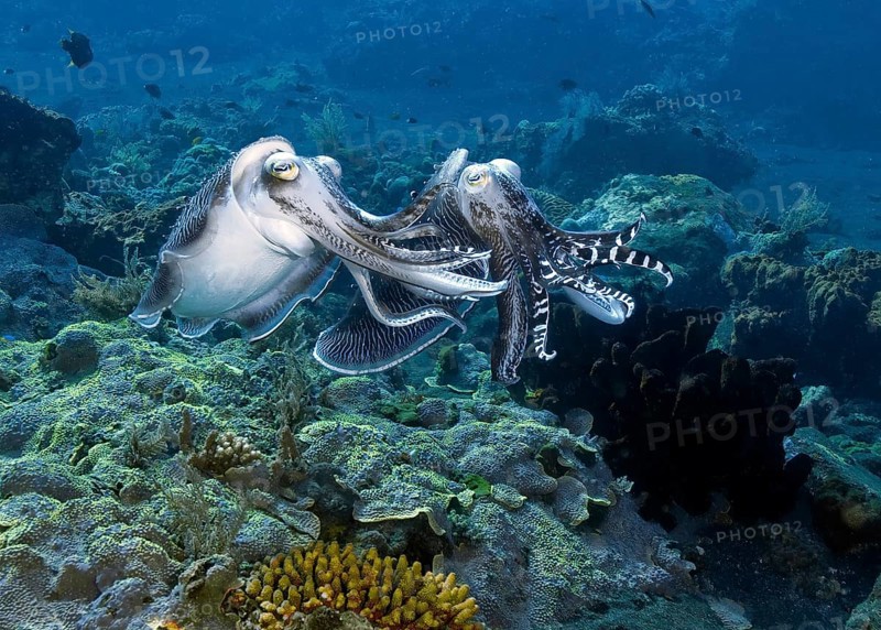 Mating broadclub cuttlefish