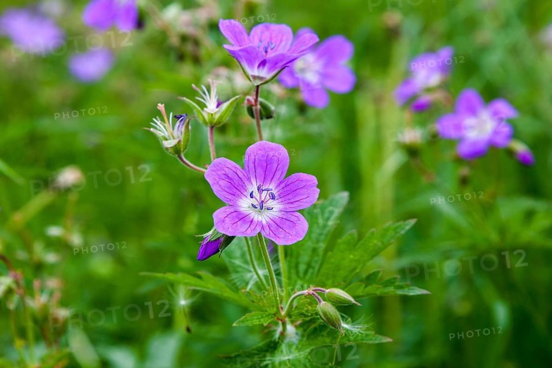 Wood cranesbill