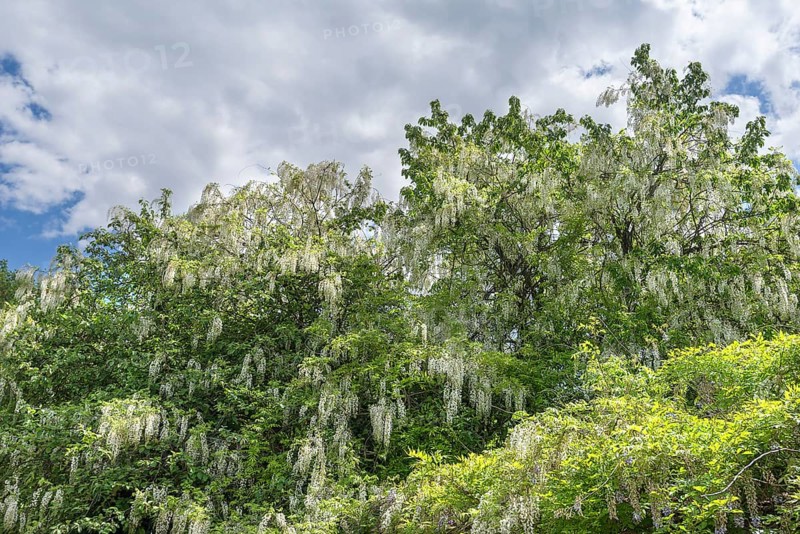 Flowering white wisteria