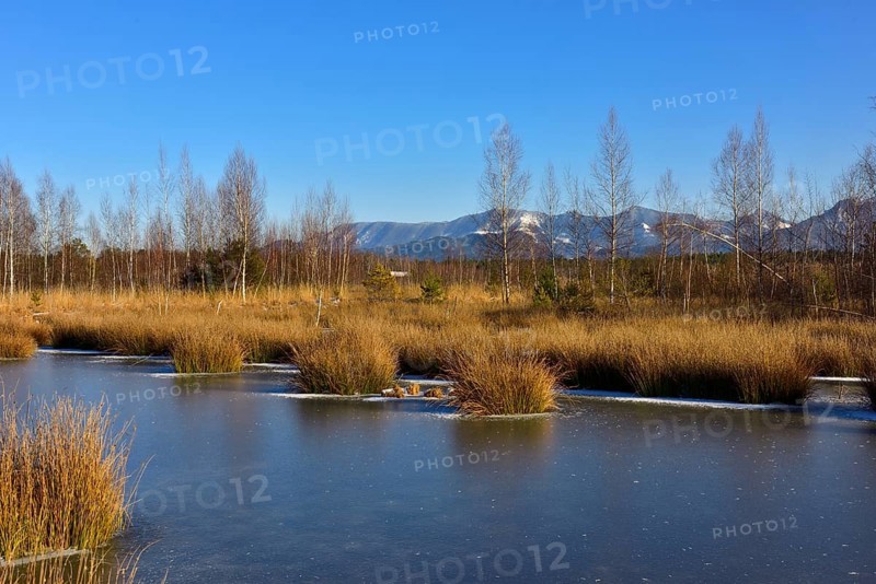 Frozen moor pond with common club-rush