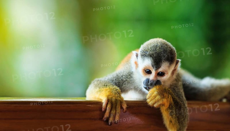 Squirrel monkey looking straight ahead