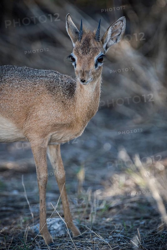 Kirk dikdik or kirk's dik-dik