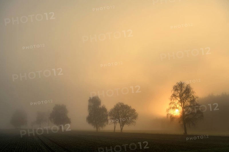 Baumreihe im Nebel bei Sonnenaufgang