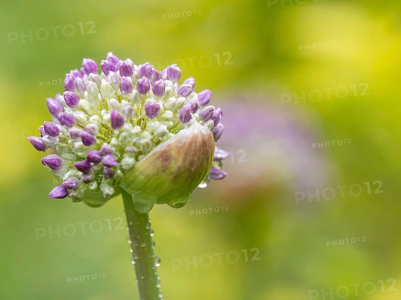 Raindrops on ornamental leek