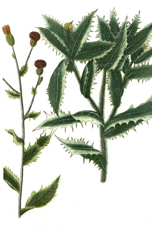 Carduus avenaceus