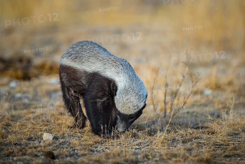 Honey badger