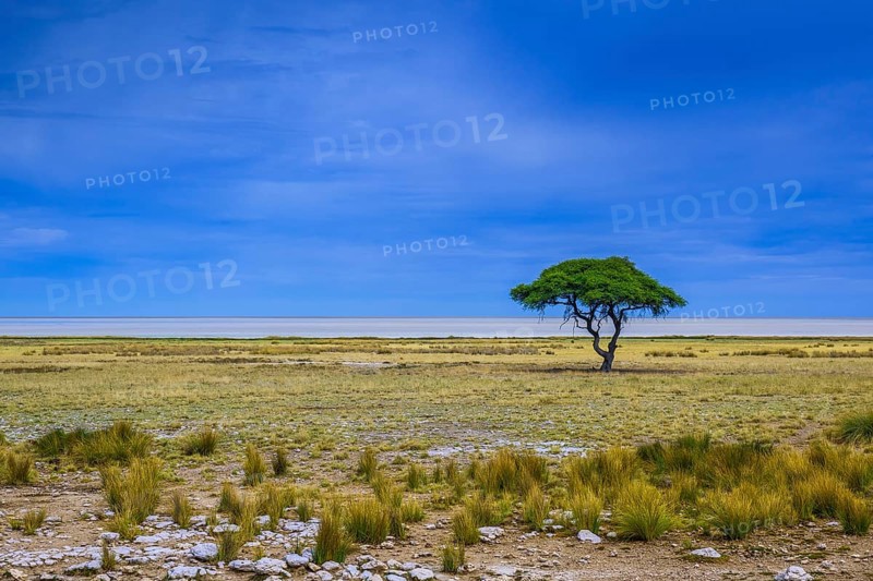 Tree at the edge of the salt pan