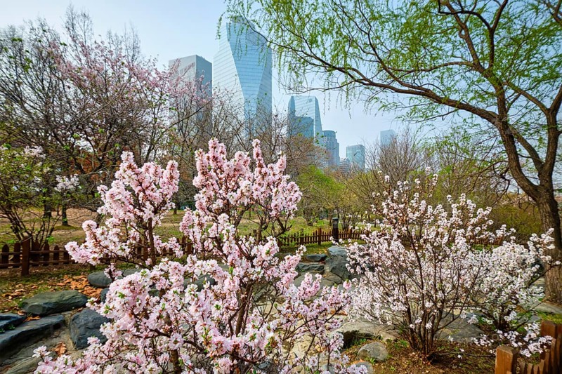 Blooming sakura blossoms flowers in Yeouido Park public park in Seoul
