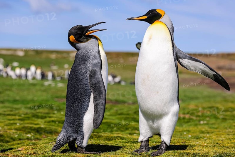 Koenigspinguine