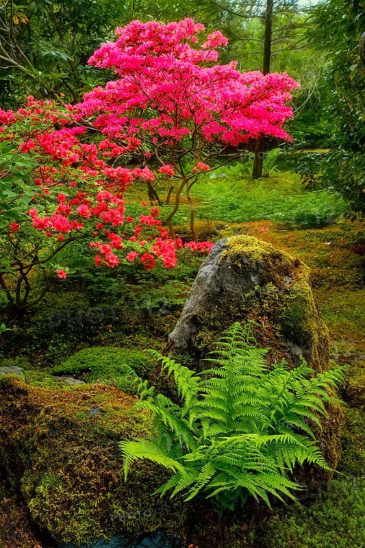 Fern and tree with colorful red leaves in Japanese garden