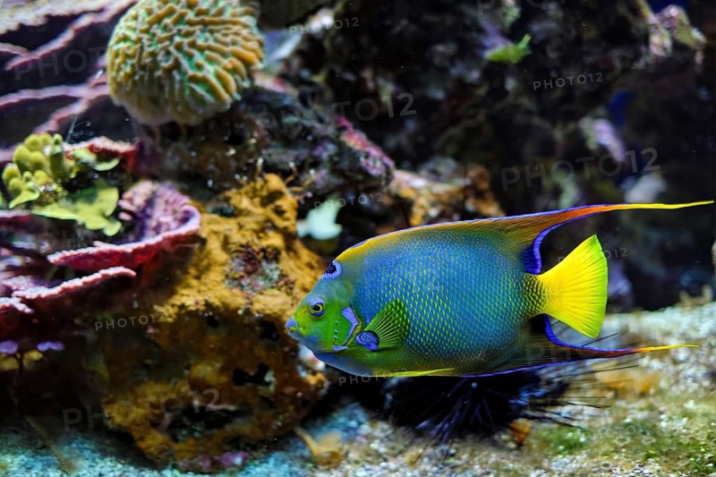 Queen angelfish