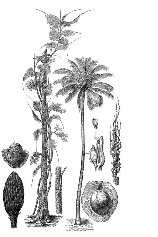 Palm trees