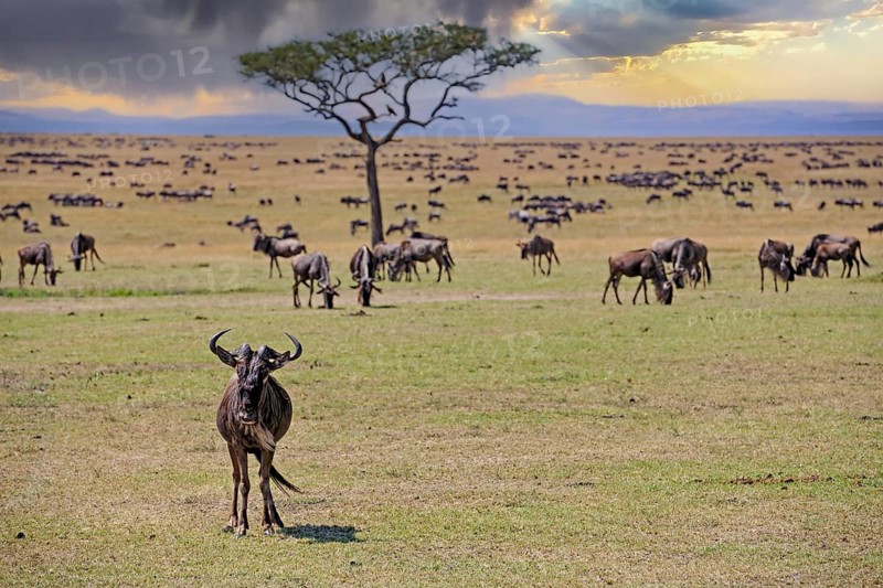 Herd of blue wildebeest