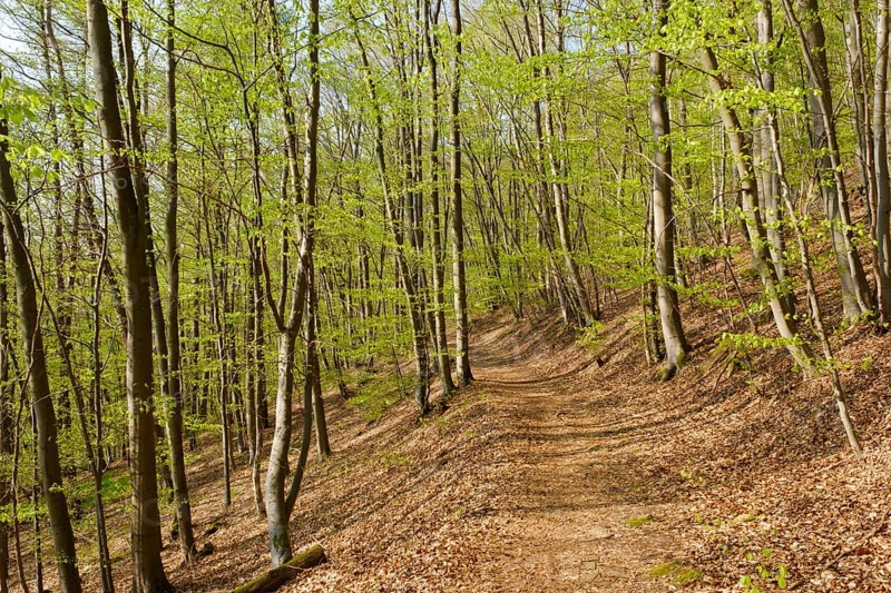 Forest path