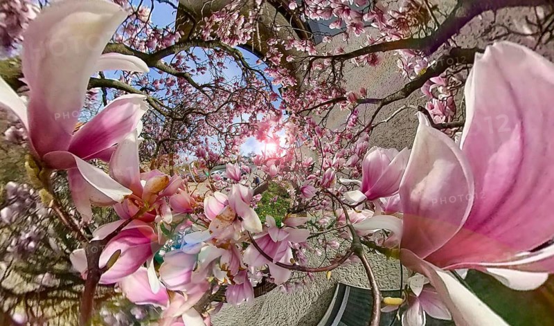 Magnolia tree