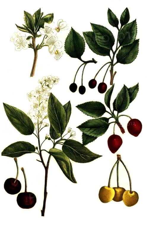 Various varieties of cherries