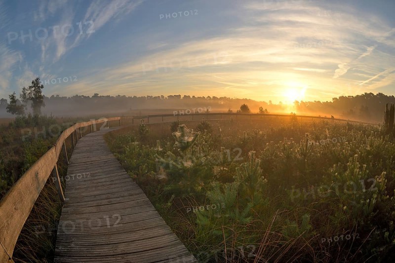 Wooden footbridge in a moor with warty birch