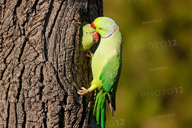 Two collared parakeets