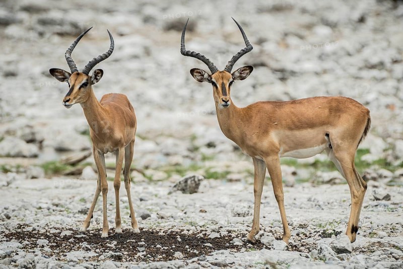 Black-faced impala