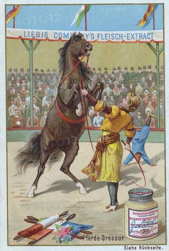 Series Horse Dressage in the Circus