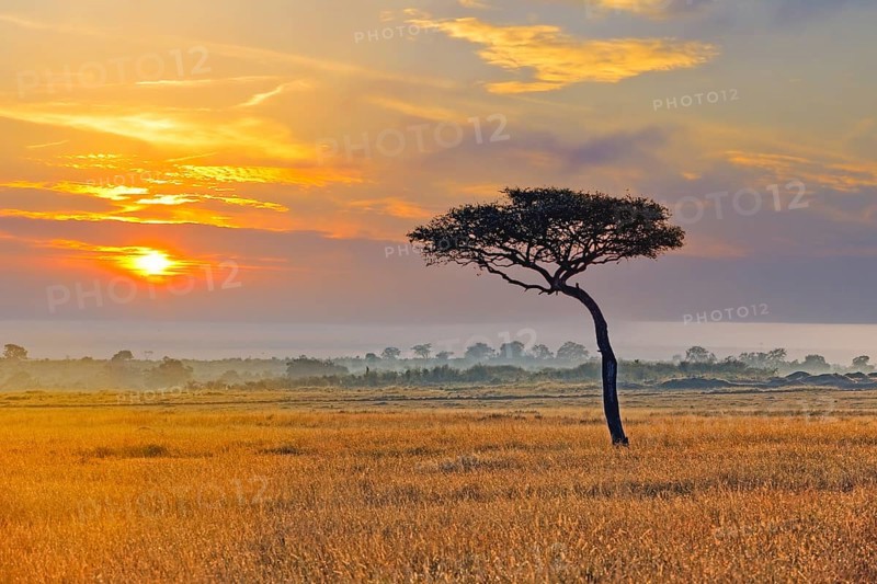 umbrella acacia