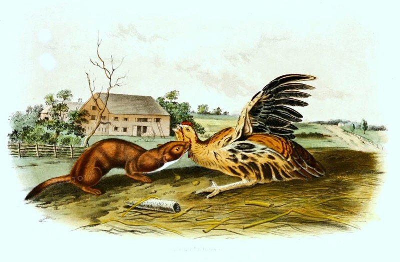 Mouse weasel