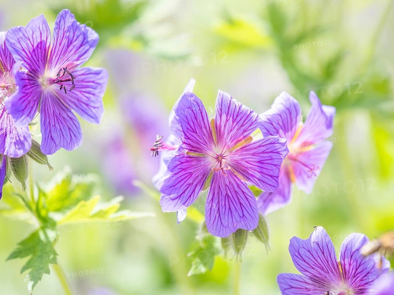 Large cranesbill