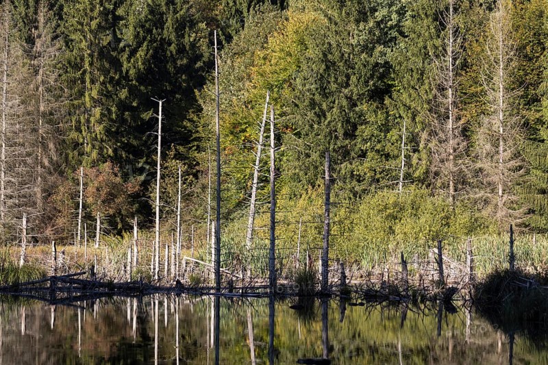 Dettinger Weiher