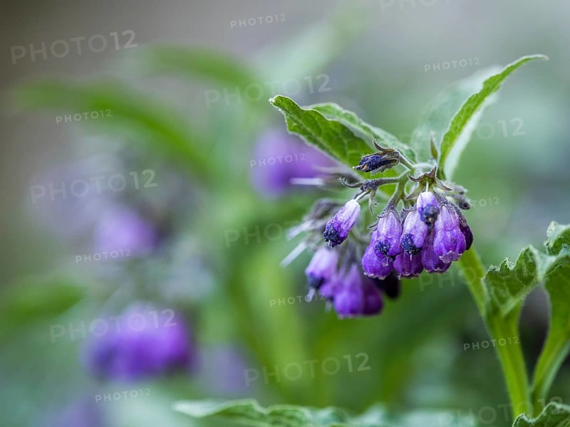 Comfrey
