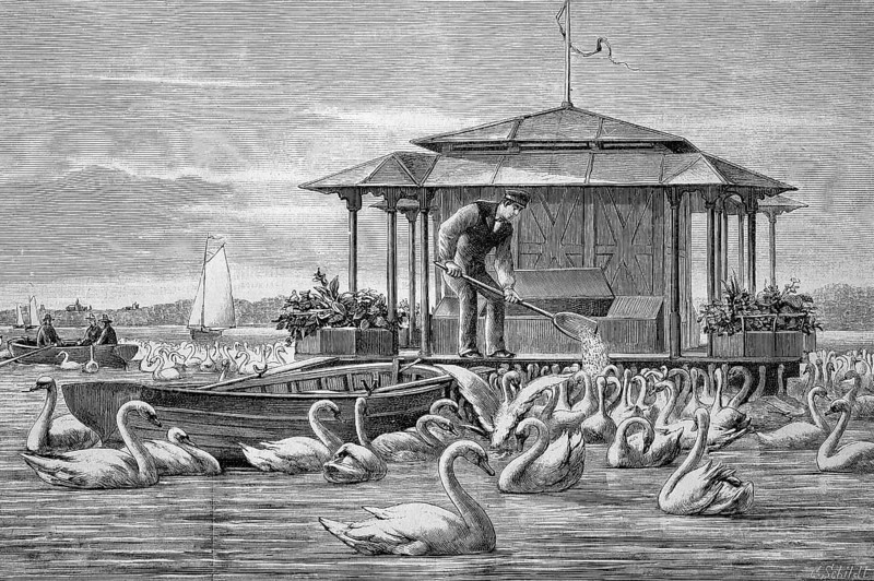 Man feeding the swans around 1890