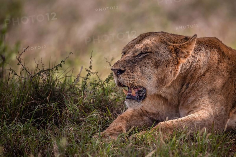 Lion