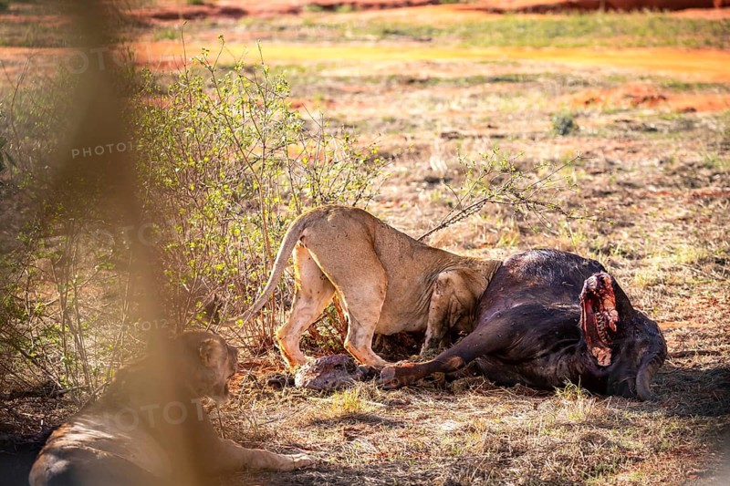 Several young female lions