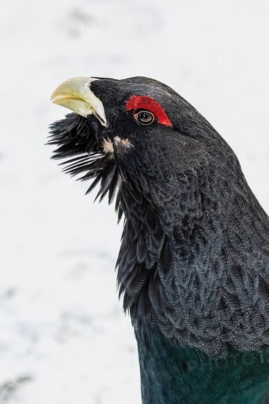 Western capercaillie