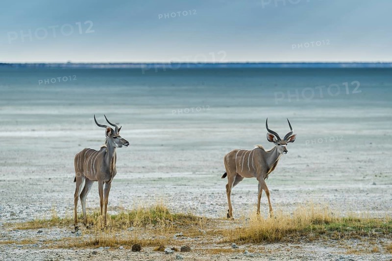 Greater kudu