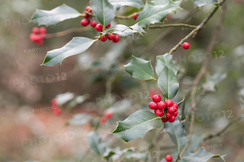 Holly