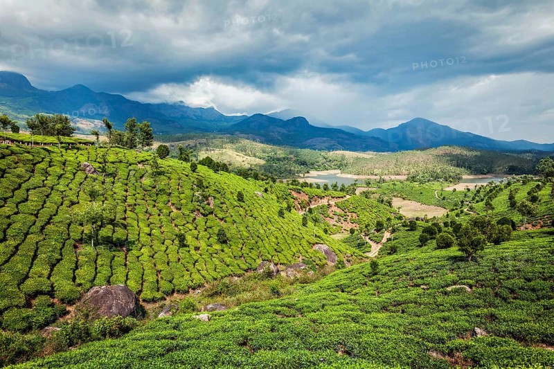 Tea plantations on hills surrounding beautiful small Indian town Munnar in South India with mountains Western Ghats. India