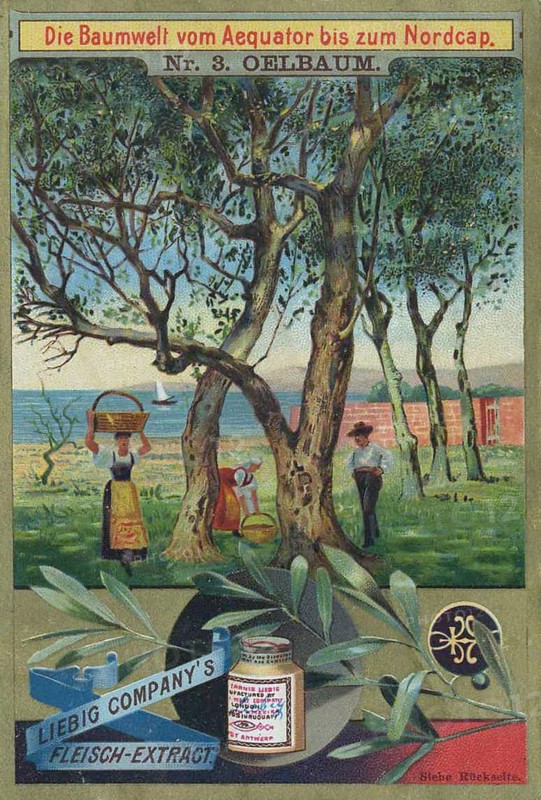 Series The World of Trees from the Equator to the North Cape