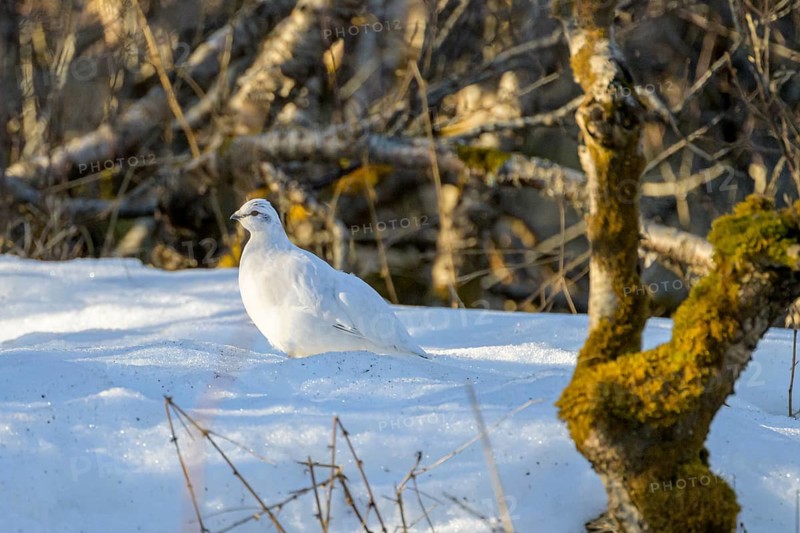 Rock Ptarmigan