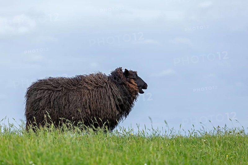 Norwegian sheep on the dike