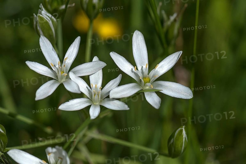 Star-of-bethlehem