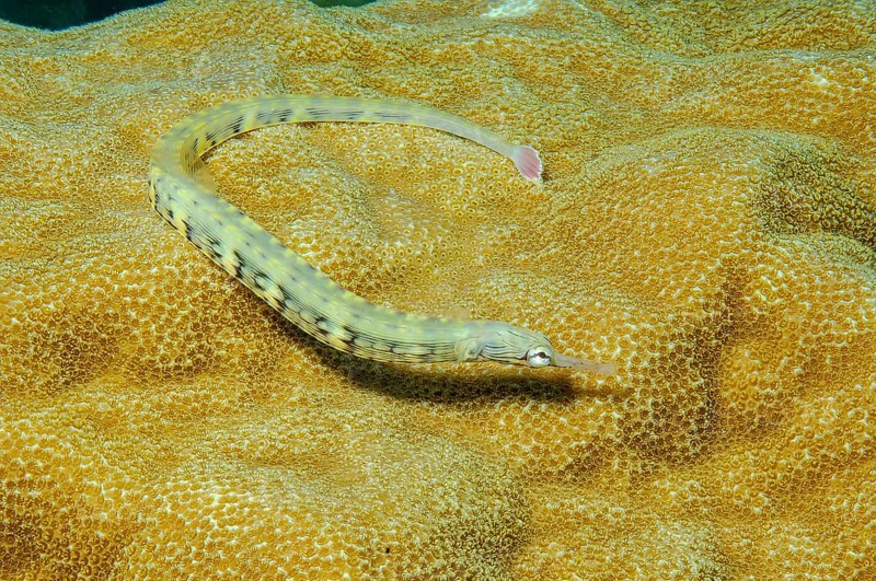 Scorpion fish