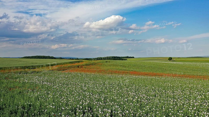 Field with Waldviertel grey poppy