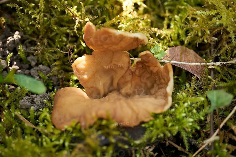 Adventitious morel cupling