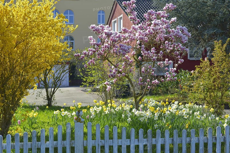 Magnolien bluehend im Garten Magnolienbaum bluehend im Garten mit Narzissen und Forsythien