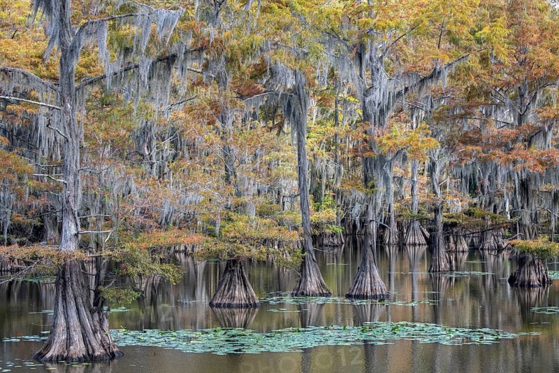 Bald cypresses