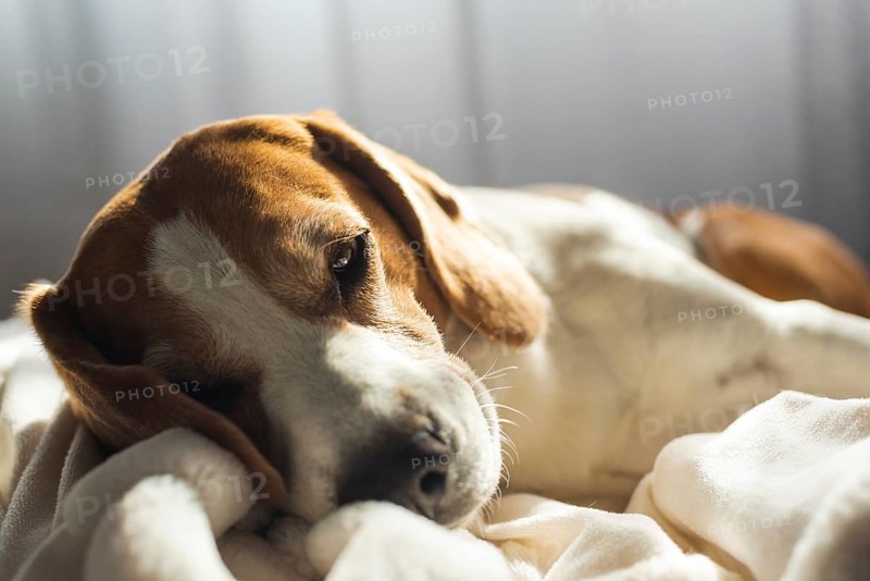 Adoult Male hound Beagle dog sleeping at home on the sofa. Cute dog portrait