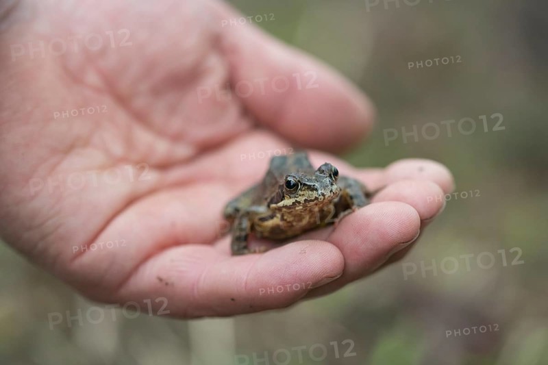 Grasfrosch