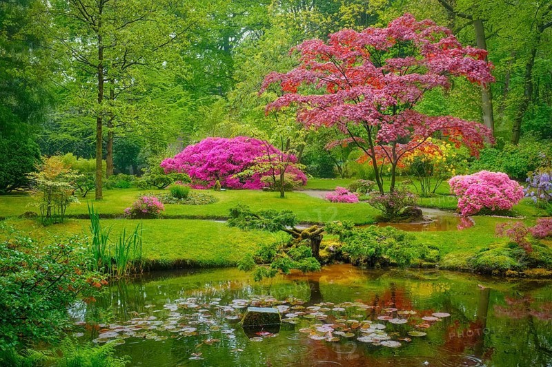 Tree with colorful red leaves in Japanese garden