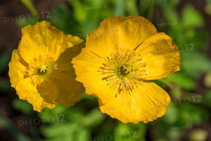 Yellow Iceland poppy
